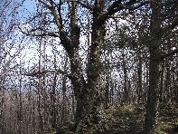 Monte_Cagliato - 20110220 024.jpg